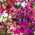 Petunia Balcony Mix seeds - Petunia x hybrida - 800 biji - Petunia x hybrida pendula - benih