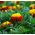 Marigold Semințe de flacără portocalie - Tagetes patula nana - 350 de semințe - Tagetes patula L.