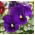 Pensamientos - Bergwacht - violeta - 400 semillas - Viola x wittrockiana