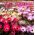 Magic Carpet Semillas mezcladas - Mesembryanthemum criniflorum - 1600 semillas - Doroteantus bellidiformis