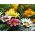 보물 꽃, Gazania 믹스 씨앗 - Gazania rigens - 75 종자 - Gazania splendens
