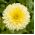 Pot Marigold Cream Beauty seeds - آذريون أوفيسفيناليس - 240 بذور - Calendula officinalis - ابذرة