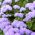 Agerantum, Floss Semena květin - Ageratum houstonianum Mill. - 4750 semen