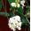 スイートピーの夜と昼の種子 -  Lathyrus odoratus  -  24種子 - シーズ