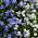 Alpské forget-me-nie zmiešané semená - Myosotis alpestris - 1100 semien