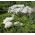 „Columbine Meadow Rue“ mišrios sėklos - „Thalictrum aquilegiifolium“ - 100 sėklų - Thalictrum aquilegifolium
