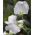 Semințe de bulgăre de zahăr alb - Lathyrus odoratus - 36 semințe