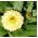 냄비 메리 골드 크림 미용 종자 - 금송화 offficinalis - 240 종자 - Calendula officinalis - 씨앗