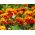 Biji Marigold Bolero - Tagetes patula nana - 350 biji - Tagetes patula L. - benih