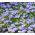 Agerantum, Floss Semena květin - Ageratum houstonianum Mill. - 4750 semen