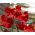 नेमेशिया मसालेदार असली लाल बीज - नेमेसिया स्ट्रुमोसा - 1300 बीज - 
