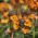 دانه های مخلوط شده انگلیسی Wallflower (دوسالانه) - Cheiranthus Cheiri