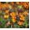 Angol Wallflower vegyes mag - Cheiranthus Cheiri - magok