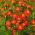 Tagetes - Liten - Red Gem - 390 frön - Tagetes tenuifolia