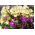 Primrose Crescendo Mix seemned - Primula elatior - 330 seemet