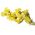 Жовті насіння Statice - Limonium sinuatum - 105 насінин