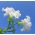 피튜니아 슈퍼 카스타이드 화이트 종자 - 피튜니아 x 하이브리드 펜 들라 핌피 타 - 80 종자 - Petunia x hybrida fimbriatta  - 씨앗