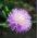 Benih campuran Sultan Manis - Centaurea imperialis - 200 biji