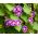 Спільна Ранкова слава змішаних насіння - Ipomea purpurea - Ipomoea purpurea