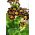 Etelänkevätesikko - Gold Lace - 36 siemenet - Primula elatior