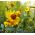 Gemeenschappelijke Sneezeweed zaden - Helenium autumnale - 1200 zaden