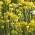 Yellow Ageratum seeds - Lonas annua - 1800 seeds