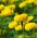 Бархатцы прямостоячие - лимонный цвет - 300 семена - Tagetes erecta
