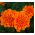 Œillets d'Inde - Aurora - orange - 300 graines - Tagetes patula L.