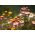 قزم مزدوجة الأبدية بذور زهرة مختلطة - Helichrysum monstrosum nana fl.pl. - 600 بذرة - Helichrysum Arenarium - ابذرة