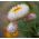 Strawflower Double White seeds - Helichrysum bracteatum - 1250 بذور - Xerochrysum bracteatum - ابذرة
