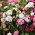 Tatlı William Çift Mix tohumları - Dianthus barbatus - 900 tohumları