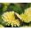 Marigold Semințe de vanilie franceză - Tagetes erecta nana fl. Pl - 6 semințe - Tagetes erecta nana fl. pl. 