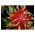 Mélange de graines d'Amarante Tricolore - Amaranthus tricolor - 1400 graines