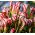 Oxalis Versicolor - Candy Cane Sorrel - 2 cibuľky