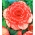 Бегония - Marmorata - пакет из 2 штук - Begonia x tuberhybrida
