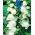 Alcea, Hollyhocks White - βολβός / κόνδυλος / ρίζα - Althaea rosea