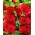 Praktstokkrose - Red - Rød - Althaea rosea