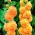 Alcea, Hollyhocks Orange - bebawang / umbi / akar - Althaea rosea