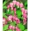 Nagy szívvirág - rózsaszín - Dicentra spectabilis