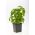 Albahaca - verde - BIO - 650 semillas - Ocimum basilicum