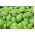 바이오 그린 바질 인증 유기농 씨앗 - 650 종자 - Ocimum basilicum 