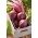 Bio - Pancar "Kırmızı Top" - sertifikalı organik tohumlar - 500 tohum - Beta vulgaris