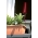 Išorinis vazonas - terasa - 60 cm - terakota - 