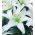 مخلوط لیلی آسیایی - 3 گلدان در گلدان - Lilium Asiatic Mix