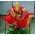Liljat Asiatic Mix - paketti 3 kpl - Lilium Asiatic Mix