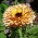 ポットマリーゴールドアプリコット美容種子 - カレンデュラ・オフィシナリス -  240種子 - Calendula officinalis - シーズ