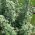 Pelin, sjemenke absincijuma - Artemisia absinthium - 3000 sjemenki