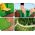 ダークグリーンの芝生エッジング-15 cm x 9 m-CELLFAST - 
