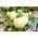 Tomato "White Beefsteak" - varietate albă - Solanum lycopersicum  - semințe