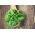 Біо - Ракетно - сертифіковане органічне насіння - 800 насінин - Eruca vesicaria